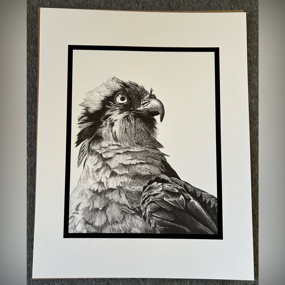 Osprey - “Thousand Yard Stare” Black & White Print of Original Pen & Ink Drawing